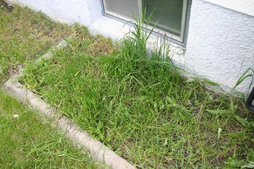 A hybrid of chives and grass